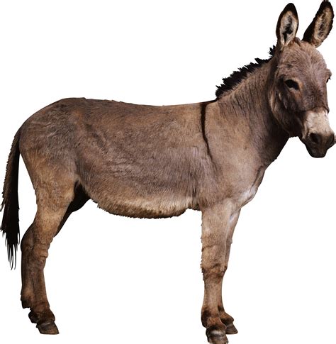 fotos de donkey